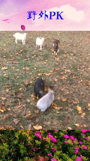 户外唱歌吃瓜,甜蜜瓜果相伴时光