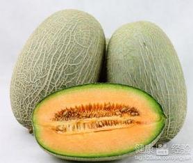 金龟吃哈密瓜,一场甜蜜的邂逅