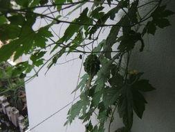 站在窗台吃瓜,一瞥人间百态