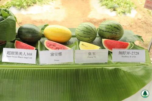 吃瓜直播港澳,吃瓜直播带你领略两地风华