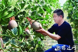 宿迁新鲜哈密瓜怎么吃,宿迁新鲜哈密瓜的多样食法探索
