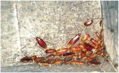 广东食客吃瓜虫