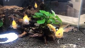 怀孕吃胡子瓜,胡子瓜助力母婴健康