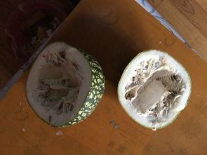 看瓜吃瓜读音,看瓜吃瓜，品味人间百态