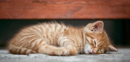 农村猫咪吃瓜视频大全,萌态百出视频大全