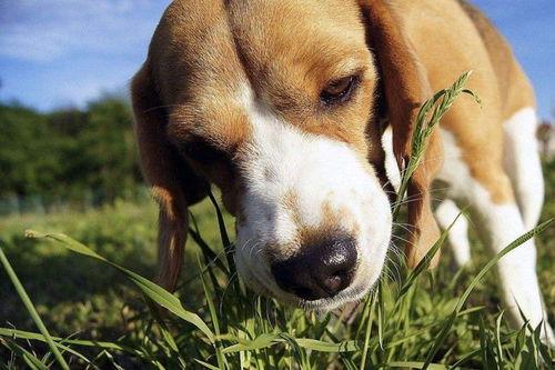 狗子吃土瓜,意外发现天然美食之谜