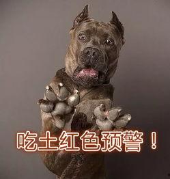 狗子吃土瓜,意外发现天然美食之谜