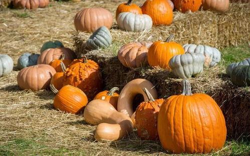 曲阳吃的瓜,探寻地方特色美食之旅