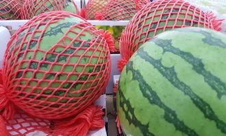 吃瓜测防晒,吃瓜也能测防晒？揭秘夏日防晒新潮流