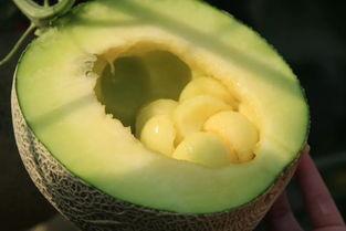 初恋吃瓜,那些甜蜜又酸涩的青春回忆