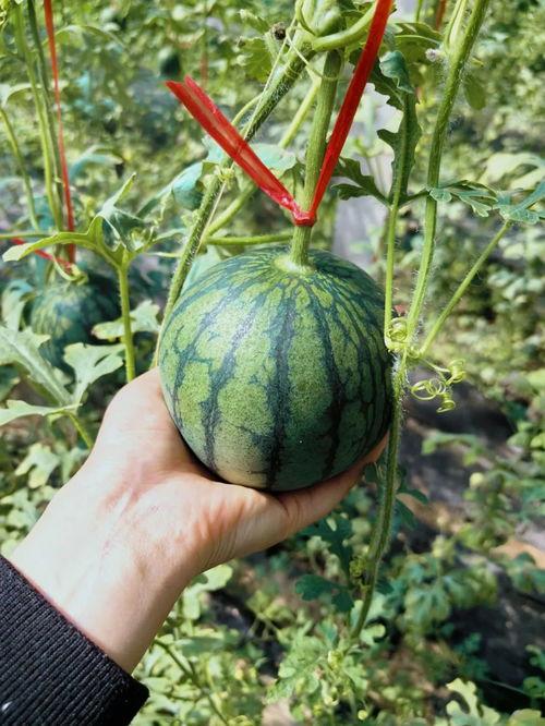 芍药吃瓜,探寻古代宫廷中的美食传奇