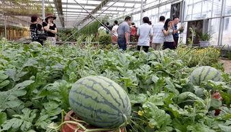 魏县诊所代吃瓜,代吃瓜事件背后的医疗伦理探讨