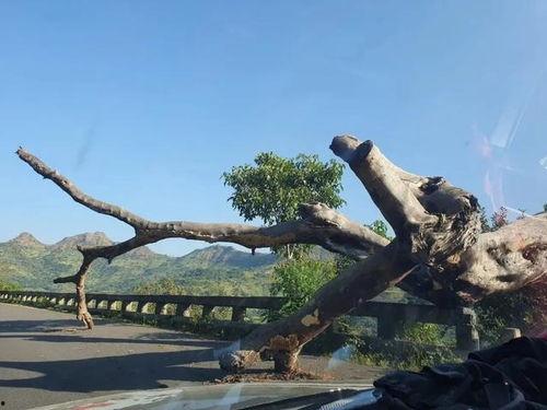 苏丹吃瓜,揭秘非洲大陆的美食传奇