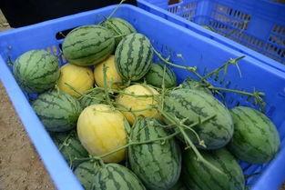 邛崃吃瓜群,揭秘当地生活百态