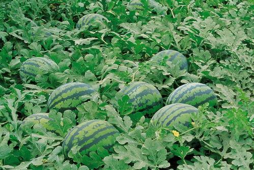 光子美工吃瓜大军,揭秘吃瓜大军背后的视觉盛宴