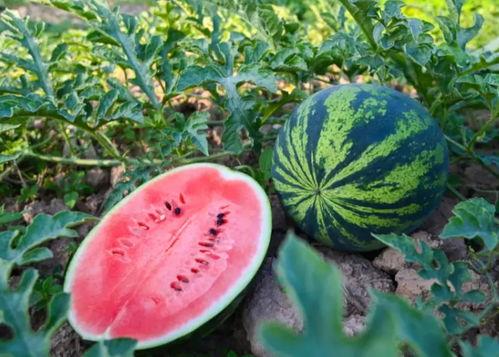 吃河南的瓜,尽享瓜果飘香