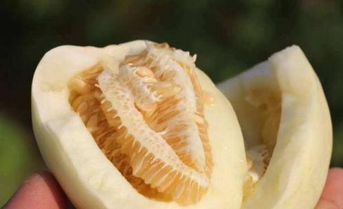 母瓜怎么吃最好,解锁最佳食用之道