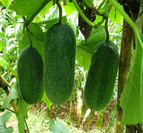 吃瓜社吃瓜来这就对了,真相大白，吃瓜来这就对了！