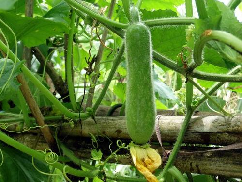 吃瓜社吃瓜来这就对了,真相大白，吃瓜来这就对了！