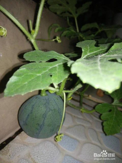 可以吃瓜籽的瓜叫什么瓜,揭秘那些可以吃瓜籽的瓜种