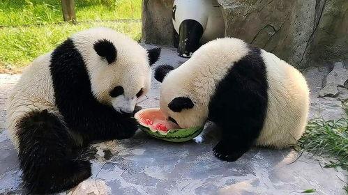 吃瓜幼崽真人,吃瓜幼崽的奇幻真人生