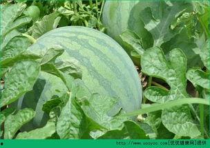 早上可以吃犁瓜吗