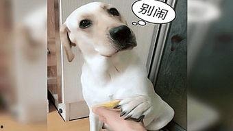 吃瓜柠檬狗,揭秘娱乐圈的酸甜苦辣