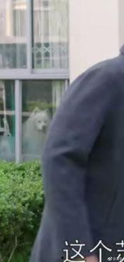 电视剧老公吃瓜视频全集,揭秘电视剧背后的甜蜜与酸辣