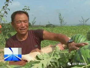 帮助群众吃瓜视频,揭秘热门视频背后的故事