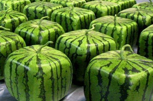 中国人吃瓜传统视频,一场视觉盛宴背后的文化现象