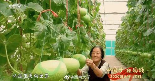 中国人吃瓜传统视频,一场视觉盛宴背后的文化现象