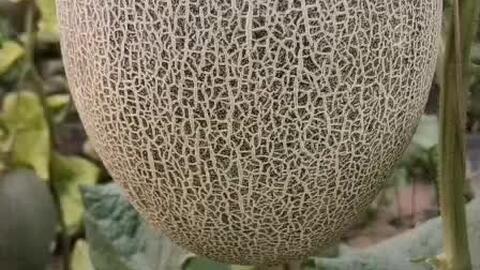 阿崩哥吃哈密瓜视频,一场视觉与味蕾的双重享受