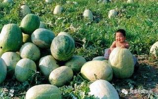 山东物业吃瓜视频,揭秘小区管理背后的故事