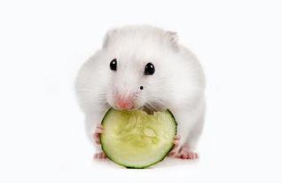 仓鼠可以吃瓜饼嘛视频,仓鼠的新宠美食大揭秘