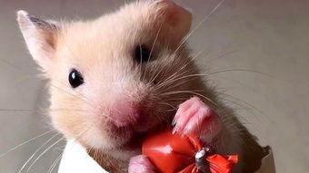 仓鼠可以吃瓜饼嘛视频,仓鼠的新宠美食大揭秘