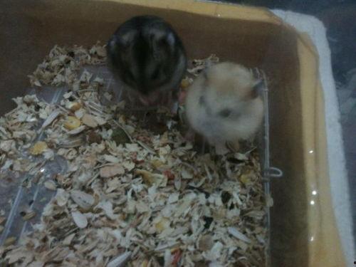 仓鼠可以吃瓜饼嘛视频,仓鼠的新宠美食大揭秘