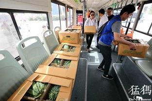 201公交车吃瓜视频,一场全民围观的网络狂欢