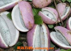 王大山吃八月瓜视频,探寻民间美味