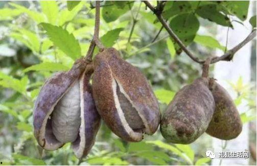 王大山吃八月瓜视频,探寻民间美味