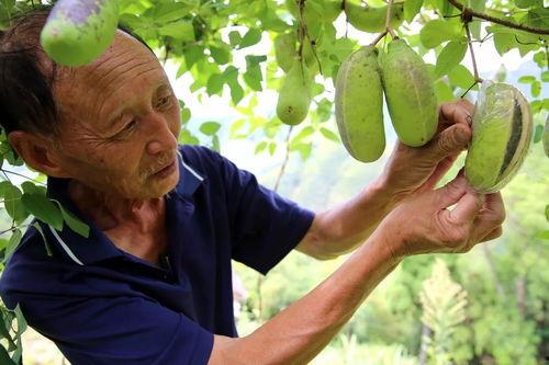 王大山吃八月瓜视频,探寻民间美味