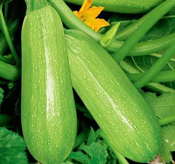 吃茭瓜的好处与坏处视频