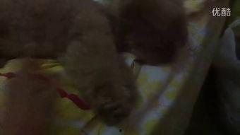 吃瓜玩具小视频,趣味互动，轻松娱乐新潮流