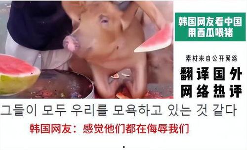 跟韩国人解释吃瓜视频,揭秘中国“吃瓜视频”的魅力所在