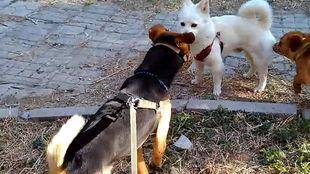 南山布狗仔吃瓜视频