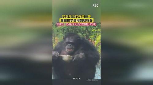 超级猩猩吃瓜搞笑视频,笑料百出！