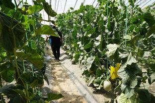 吃瓜群众在线切瓜视频