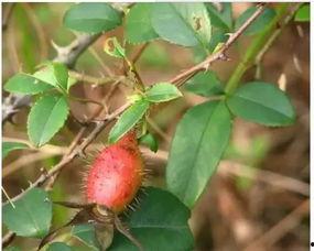 荔枝树吃瓜视频,一场别开生面的吃瓜盛宴