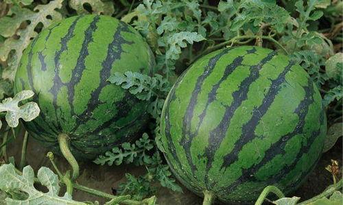 吃石头瓜的视频大全图片,揭秘吃石头瓜的神秘魅力