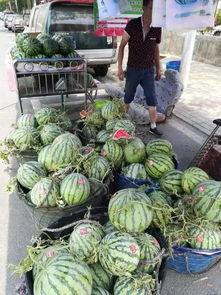 宁波奉化吃瓜事件视频最新,一场引发热议的街头冲突瞬间