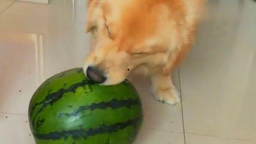 求抱抱吃瓜视频大全集,笑料百出，欢乐无限